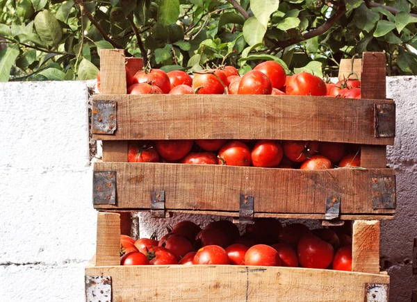 Коробки с помидорами на уличном рынке — стоковое фото