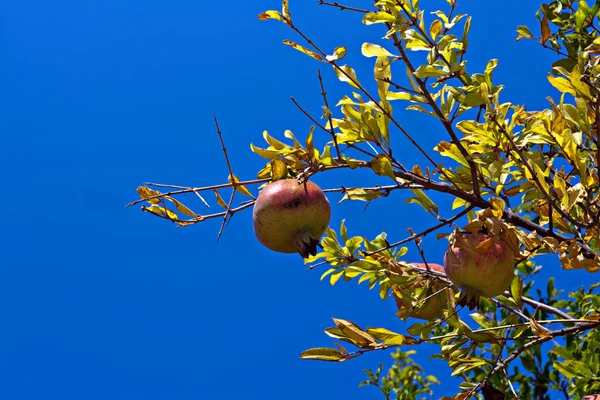Granaatappelboom tegen heldere blauwe hemel — Stockfoto