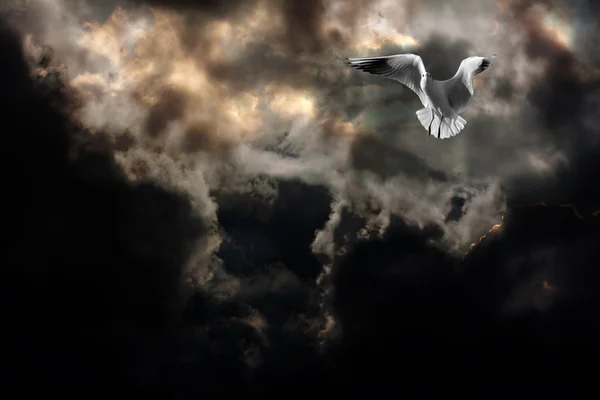 Чайка против драматического бурного неба — стоковое фото