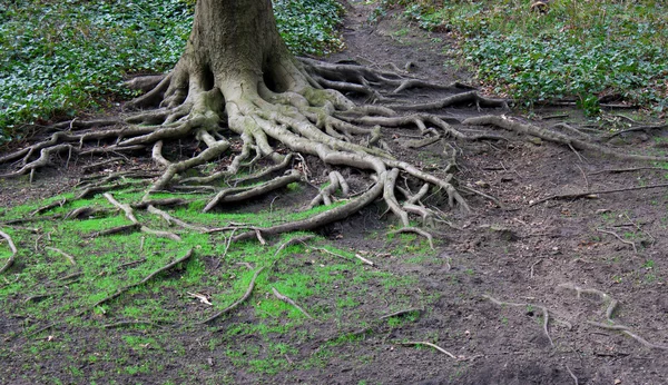 Verdrehte Baumwurzeln — Stockfoto