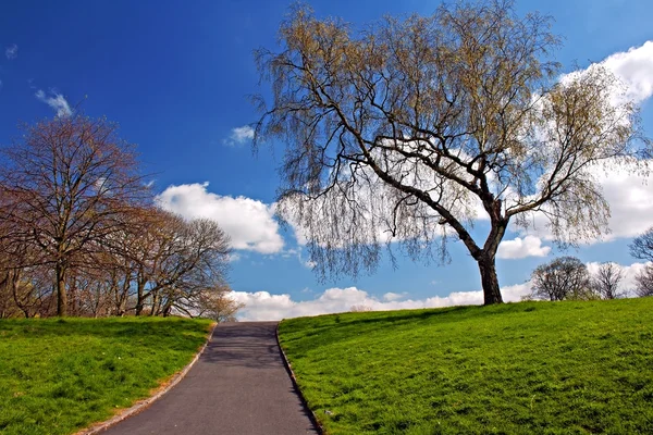 Green grass and pathway against blue sky in early spring — Stock Photo, Image