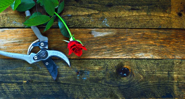 Gardening tools on old wooden table — Stock Photo, Image