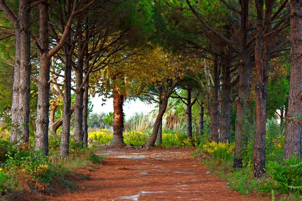 Chemin à travers la forêt colorée en automne, automne — Photo