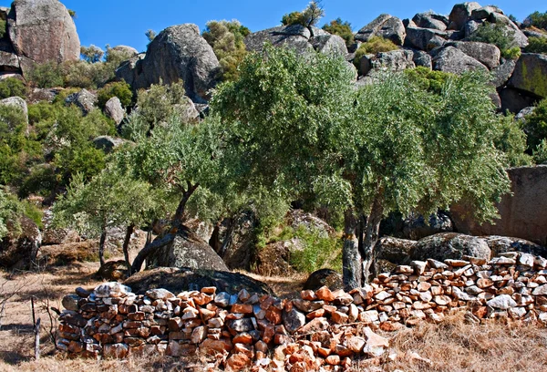 Olive trees growing on boulder strewn mountain side — Stock Photo, Image