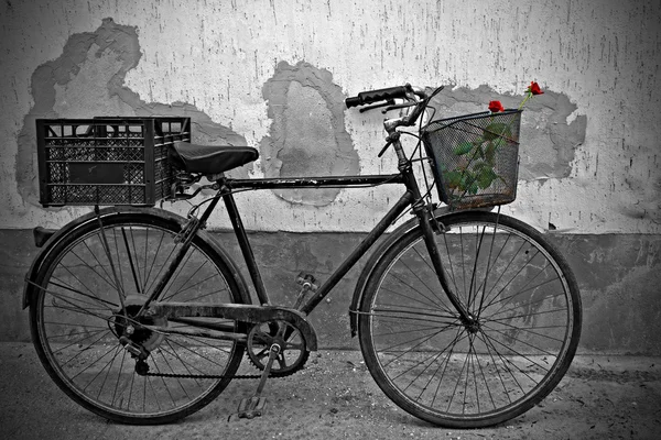 Rose rosse nel cestino della vecchia bicicletta arrugginita — Foto Stock