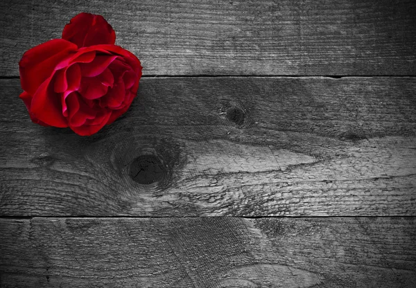 Rudá růže na rustikální dřevěné pozadí — Stock fotografie