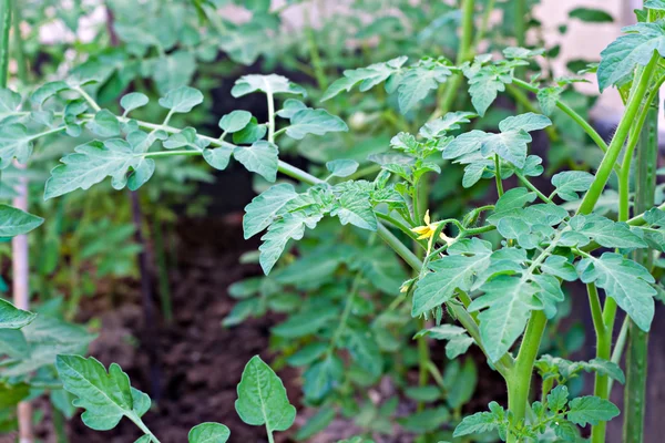 Piante giovani di pomodoro in fase di crescita — Foto Stock