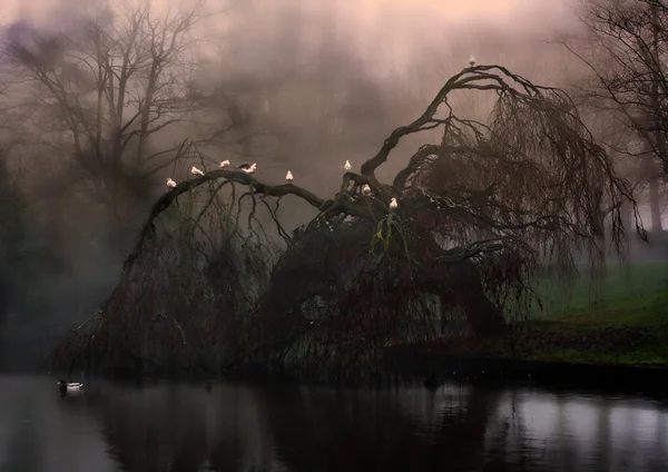 Жуткая плачущая ива в тумане — стоковое фото