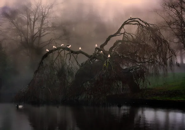Hátborzongató szomorúfűz fa a ködben Stock Kép