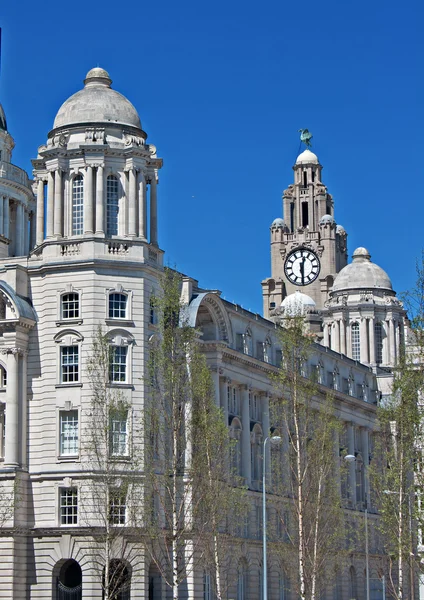 Vista trasera de los Edificios Hígados, Liverpool, Reino Unido —  Fotos de Stock