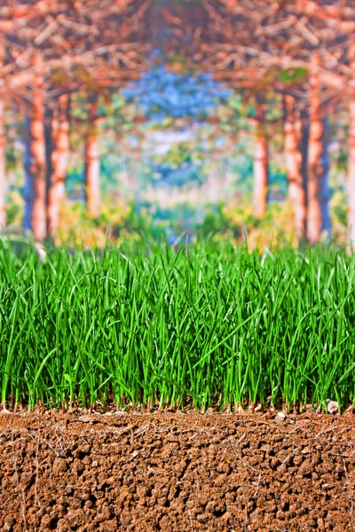 Sementes de relva recém-semeadas mostrando raízes no solo — Fotografia de Stock