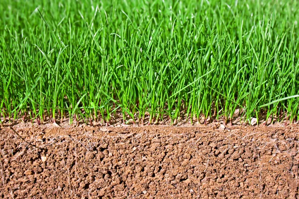 Semi di erba appena seminata che mostrano radici nel terreno — Foto Stock