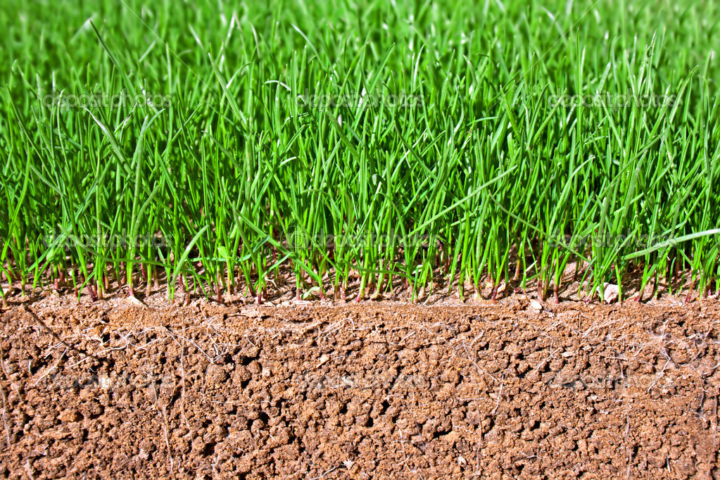 Semillas de hierba recién sembradas que muestran raíces en el suelo