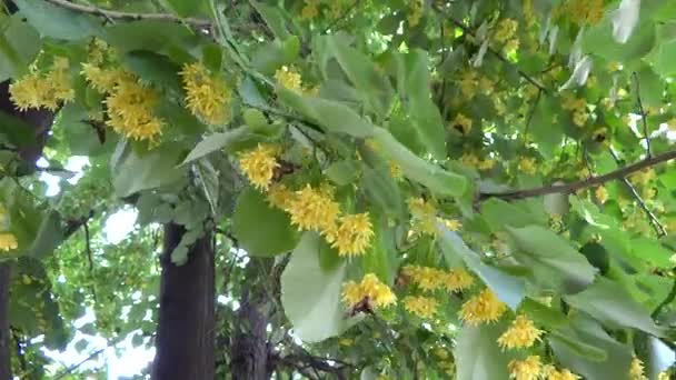 Rama de las flores de tilo con mariposas en la brisa — Vídeo de stock