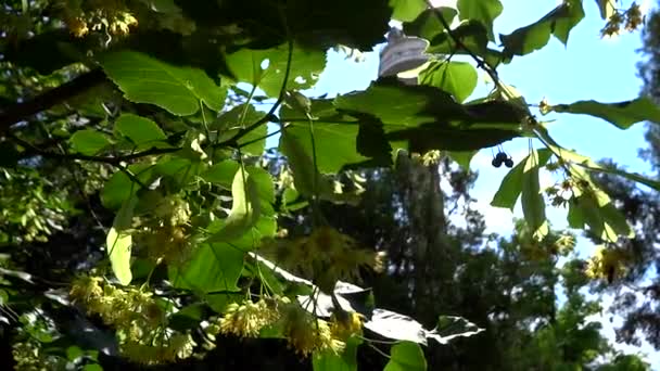 Drzewo kwiat lipy w słońcu — Wideo stockowe