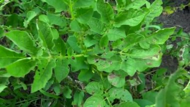 Patates böceği toplamaya bırakır