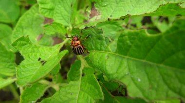 Colorado böceği çok yakın kadar patates esintiyle bırakır