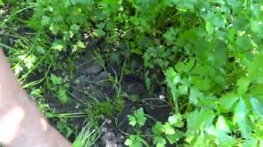 kişi kırma yaprak maydanoz