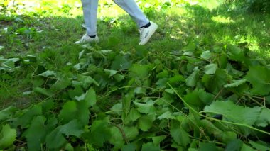 asma yaprağı çöp toplama kişi
