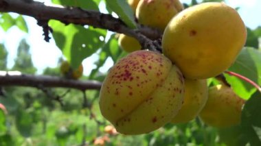 lekeli şeftali esintiyle kapatın