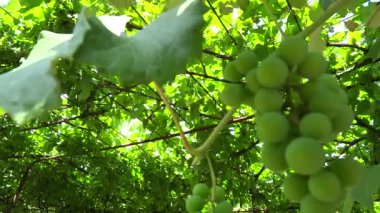 asma kubbe tanıtımı