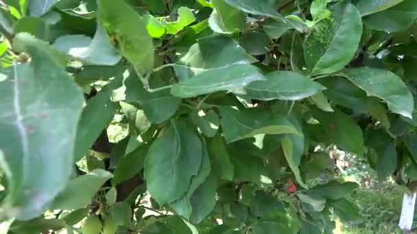 Apple tree prezentace. — Stock video