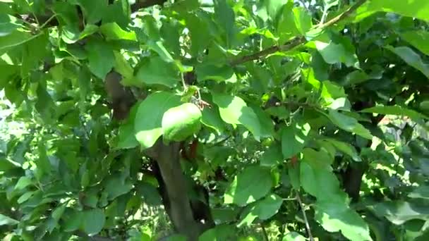 Öğleden sonra sunudaki elma ağacı — Stok video
