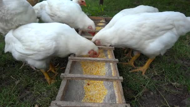 Dvorku kuřata jíst — Stock video