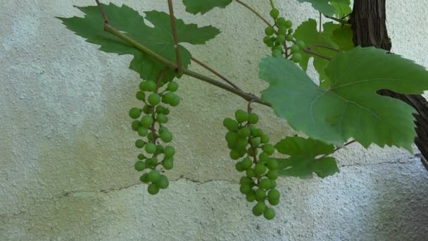 Um bando de uvas na brisa — Vídeo de Stock