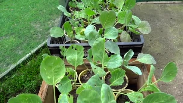 Cabbage seedlings in plastic containers zoom in — Stock Video