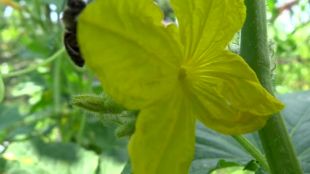 Cucumber flower pollinated by bee — Stock Video