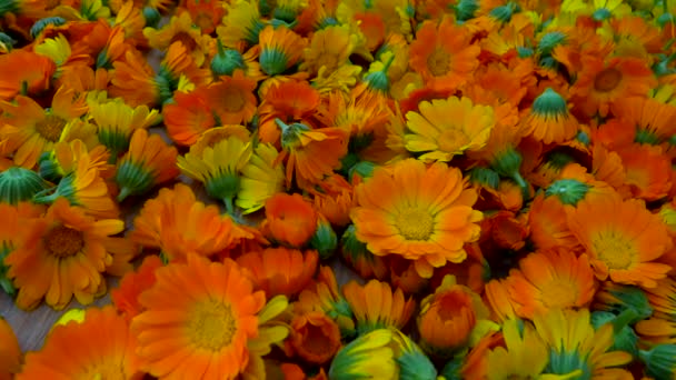 Dried marigold flowers to zoom in — Wideo stockowe