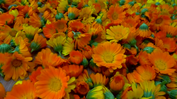 Dried marigold flowers to zoom in — Stock Footage Dried marigold flowers to zoom in Stock Footage