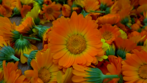 Vele Goudsbloem bloemen te drogen — Stockvideo