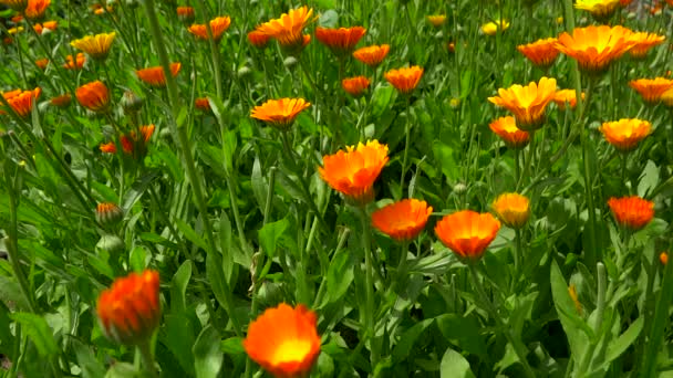 Marigold chain in breeze at dawn — Stock Video