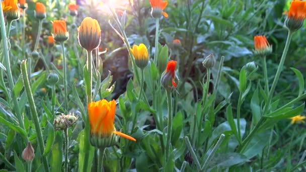 Ringelblume bei Sonnenuntergang gefilmt — Stockvideo