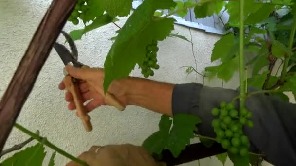 Лицо срезает виноградные листья — стоковое видео