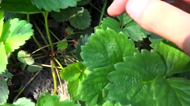 Persona que mira fresas — Vídeo de stock