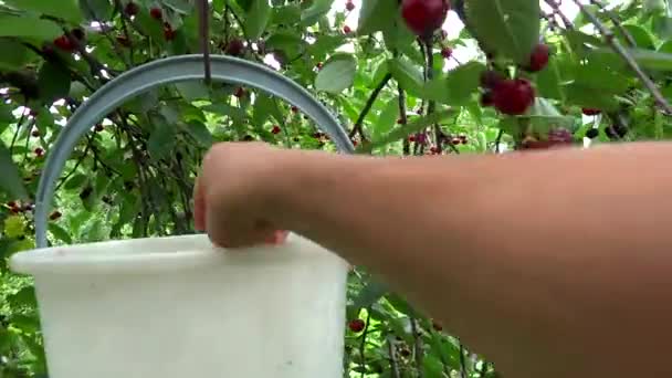 Person picking cherries from the tree — Stock Video