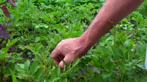 Persona recogiendo escarabajo de Colorado — Vídeo de stock