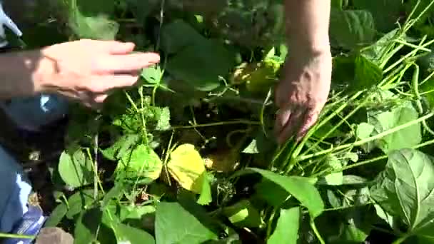 Persona recogiendo judías verdes — Vídeo de stock