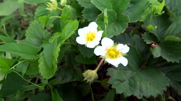 Raspberry flower in the breeze — Stock Video