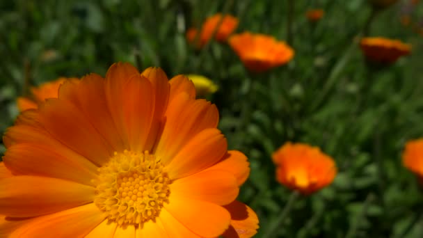 Bardzo bliska kwiat nagietka na wietrze — Wideo stockowe