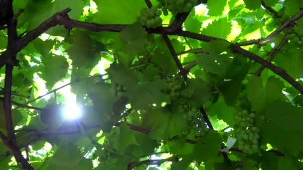 Vine leaves in the sun presentation — Stock Video