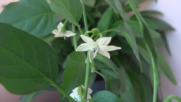 Chilli flowers in the breeze — Stock Video