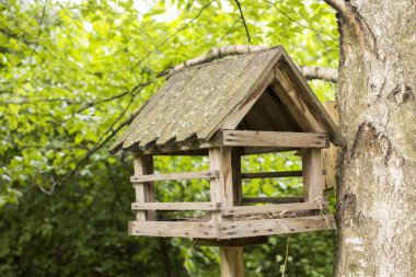 Kuş yuvası ormanda