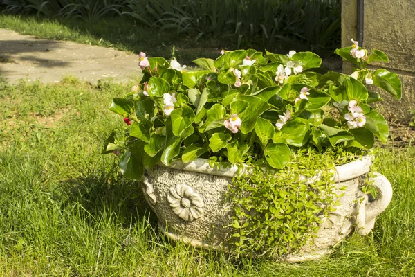 Gamla keramikskål med blommor i trädgården — Stockfoto