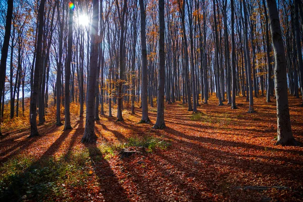 Sonnenstrahlen Zwischen Baumsilhouetten Einem Herbsttag — Stockfoto