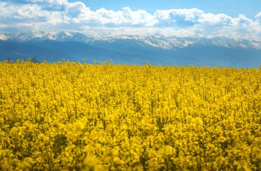 Arkadaki kolza tohumu kültürü ve Bucegi dağı.