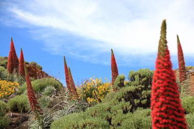 Tenerife plants clipart